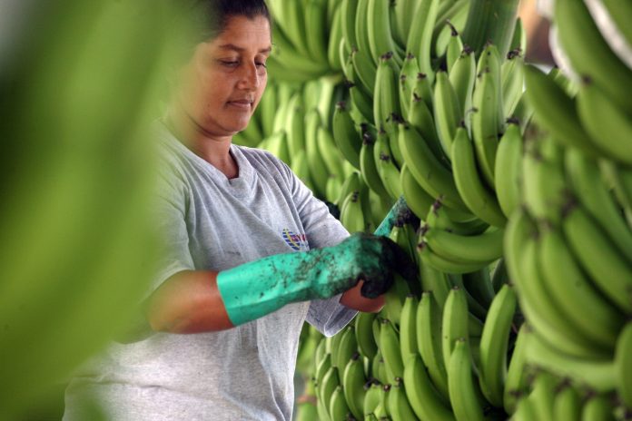 R.Dominicana acogerá productores de banano y café de Latinoamérica en abril
